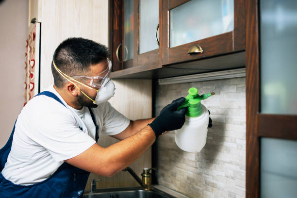 Best Wasp Removal Services  in Windom, MN