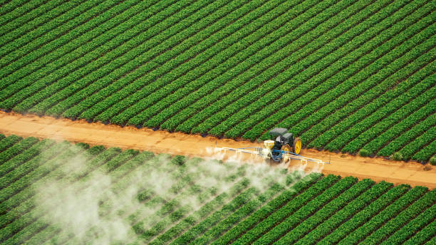 Best Termite Control Services  in Windom, MN