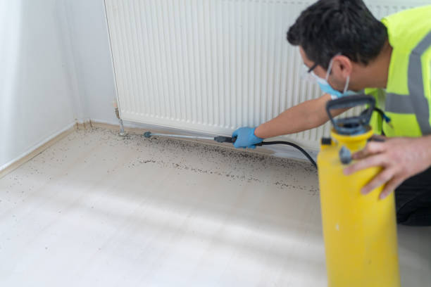 Wasp Removal Services in Windom, MN